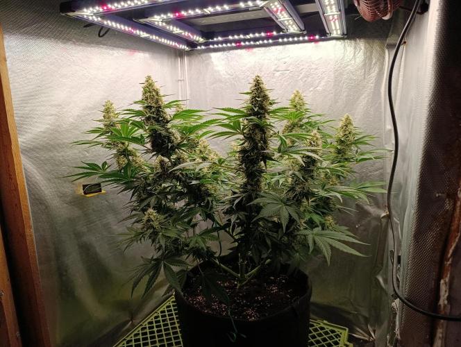Mimosa x Orange Punch. Week 9 - Day 57