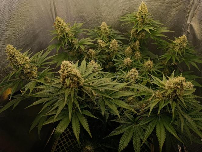 Mimosa x Orange Punch. Week 9 - Day 57