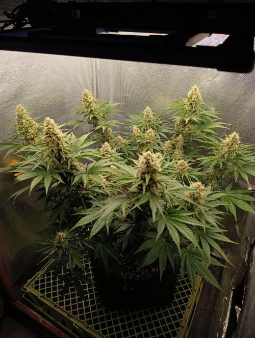 Mimosa x Orange Punch. Week 9 - Day 57