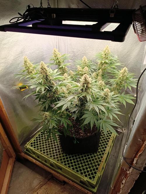Mimosa x Orange Punch. Week 9 - Day 57