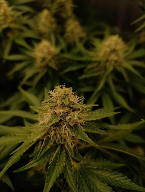 Mimosa x Orange Punch. Week 9 - Day 57