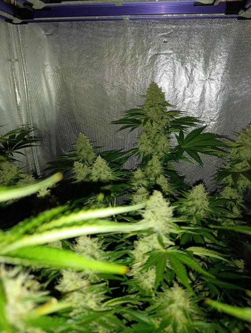 Mimosa x Orange Punch. Week 9 - Day 63
