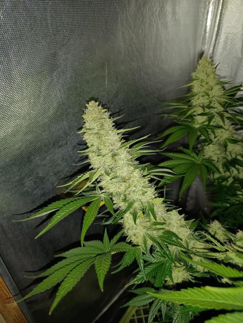 Mimosa x Orange Punch. Week 9 - Day 63