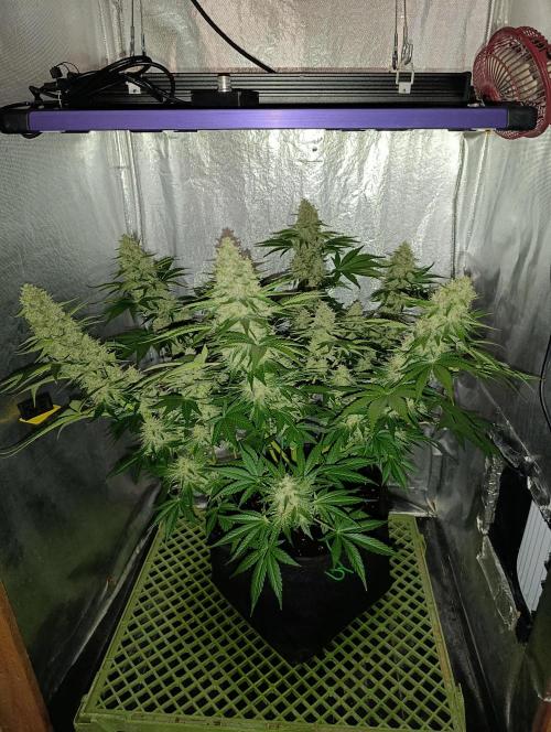 Mimosa x Orange Punch. Week 9 - Day 63 