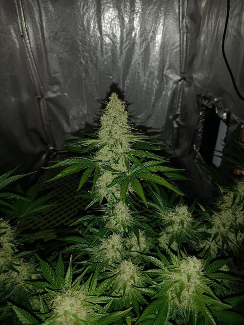 Mimosa x Orange Punch. Week 9 - Day 63