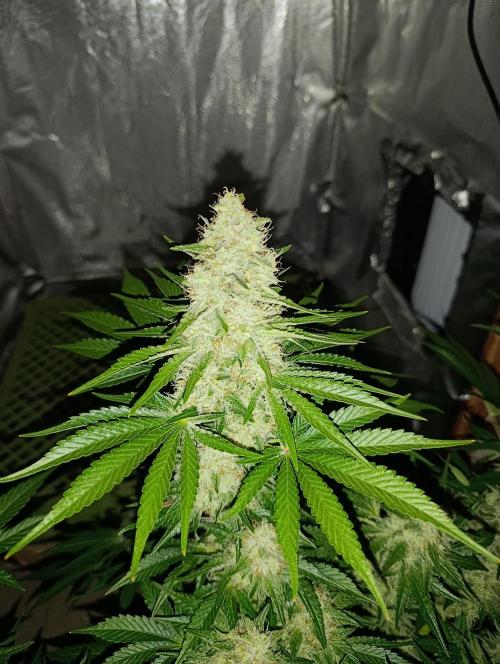 Mimosa x Orange Punch. Week 9 - Day 63