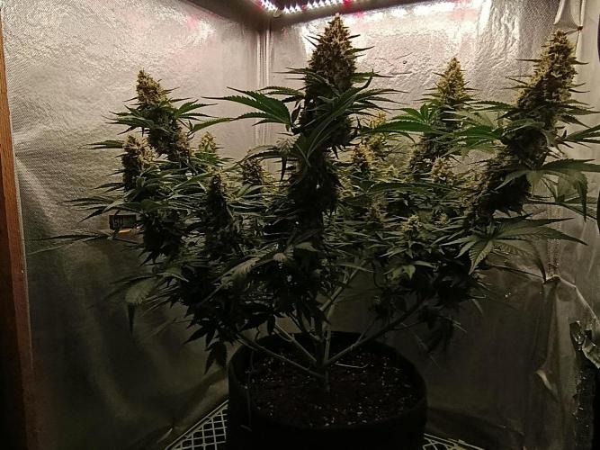 Mimosa x Orange Punch. Week 9 - Day 63