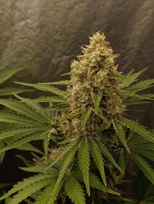 Mimosa x Orange Punch. Week 9 - Day 63