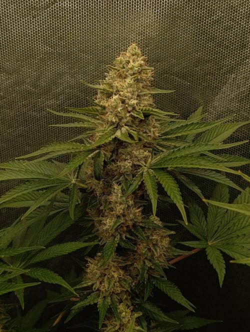Mimosa x Orange Punch. Week 9 - Day 63