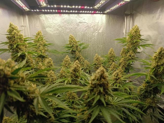 Mimosa x Orange Punch. Week 10 - Day 69