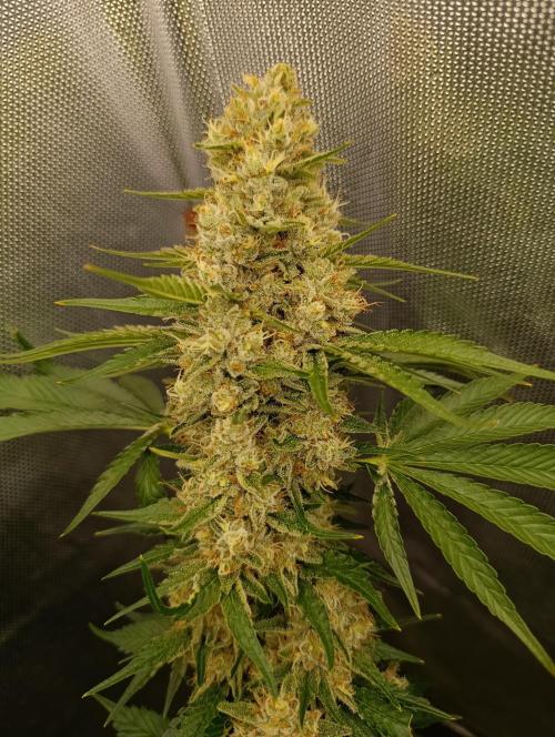 Mimosa x Orange Punch. Week 10 - Day 69
