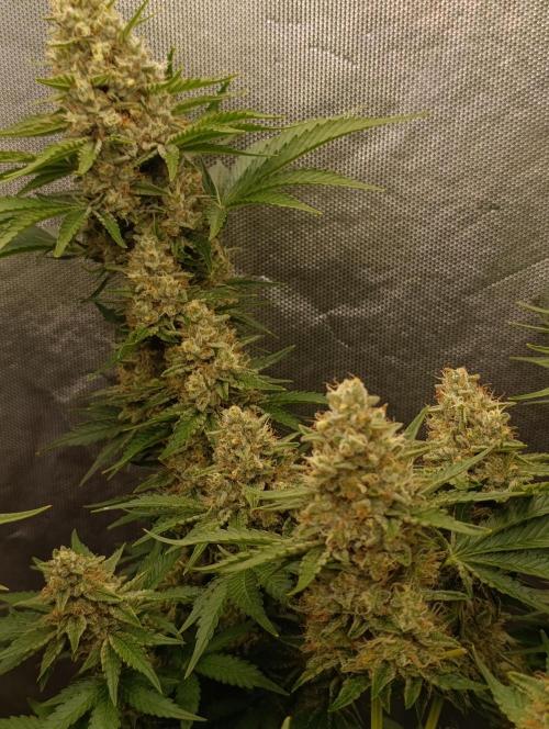 Mimosa x Orange Punch. Week 10 - Day 69