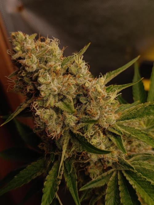 Mimosa x Orange Punch. Week 10 - Day 69