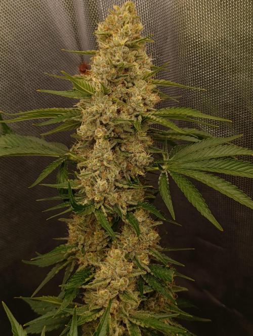 Mimosa x Orange Punch. Week 10 - Day 69