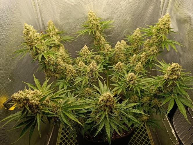 Mimosa x Orange Punch. Week 10 - Day 69