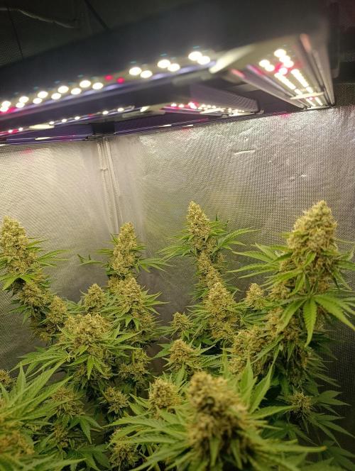Mimosa x Orange Punch. Week 10 - Day 69