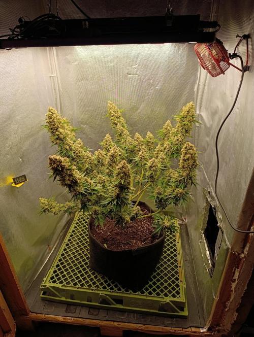 Mimosa x Orange Punch. Week 11 - Day 77