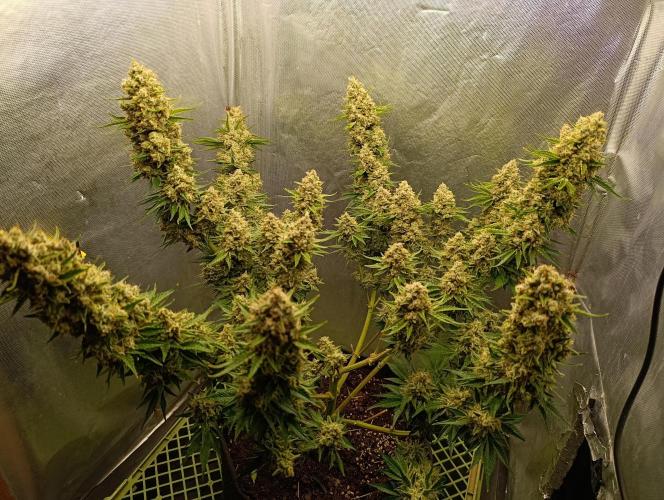 Mimosa x Orange Punch. Week 11 - Day 77