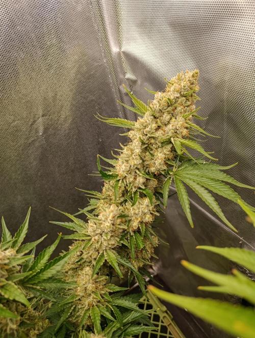 Mimosa x Orange Punch. Week 11 - Day 77
