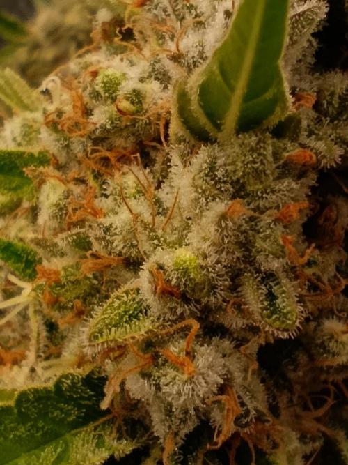 Mimosa x Orange Punch. Week 11 - Day 77