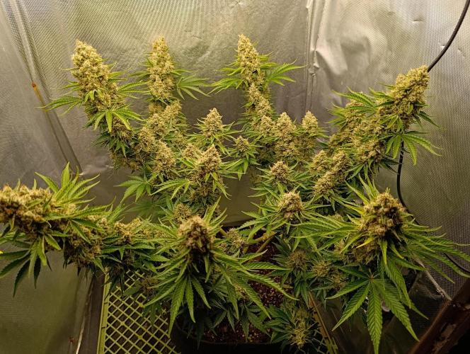 Mimosa x Orange Punch. Week 11 - Day 77