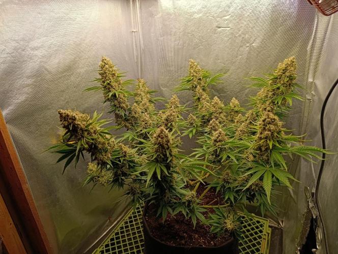 Mimosa x Orange Punch. Week 11 - Day 77