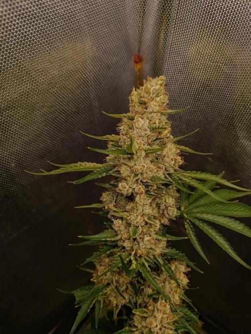Mimosa x Orange Punch. Week 11 - Day 77