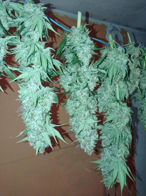 Mimosa x Orange Punch. Week 12 - Drying, day 3