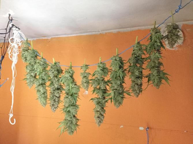 Mimosa x Orange Punch. Week 12 - Drying, day 3