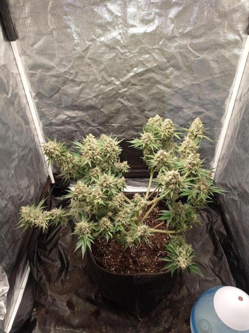 Mimosa x Orange Punch. Week 12 - The rest...under white led for ~ one week.