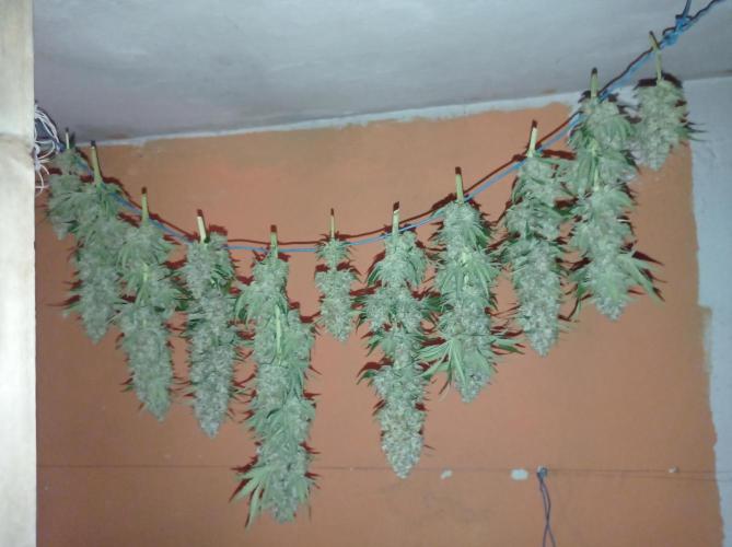 Mimosa x Orange Punch. Week 12 - Drying, day 3