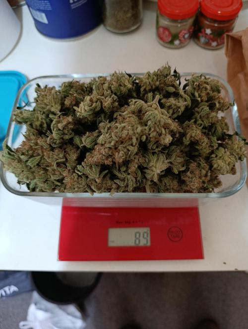 Mimosa x Orange Punch. Week 12 - The rest...89g.Post harvest...very smart option. 10 days after...