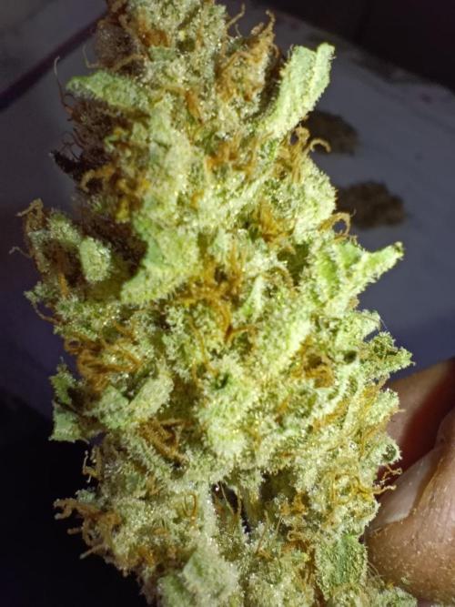 Mimosa x Orange Punch. Week 12