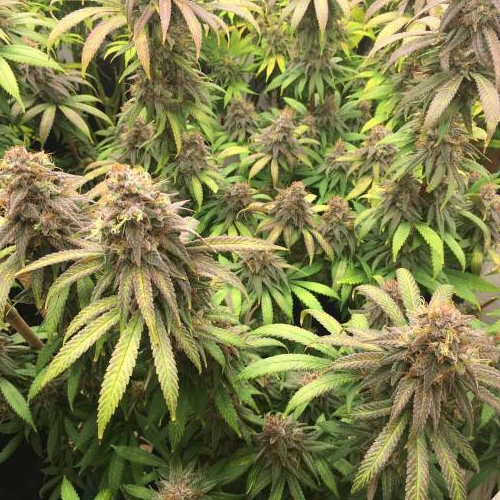 Strawberry madness!. Week 9