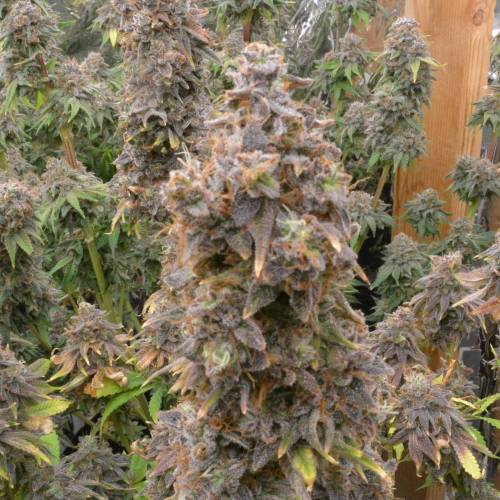 Strawberry madness!. Week 0