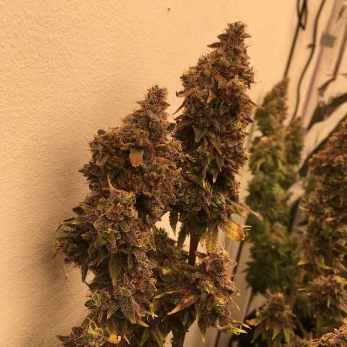 Strawberry madness!. Week 0