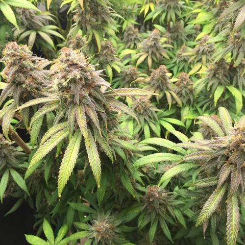 Strawberry madness!. Week 0