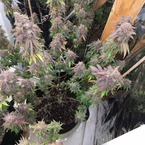 Strawberry madness!. Week 5