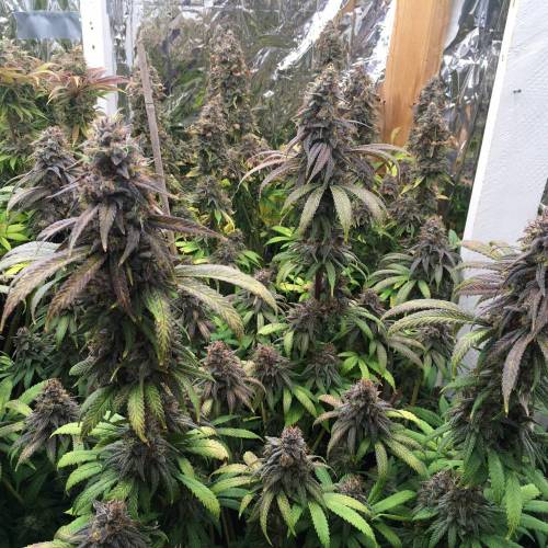 Strawberry madness!. Week 5