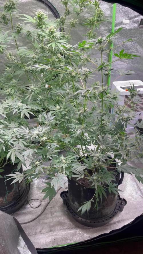 Exotic genetics run