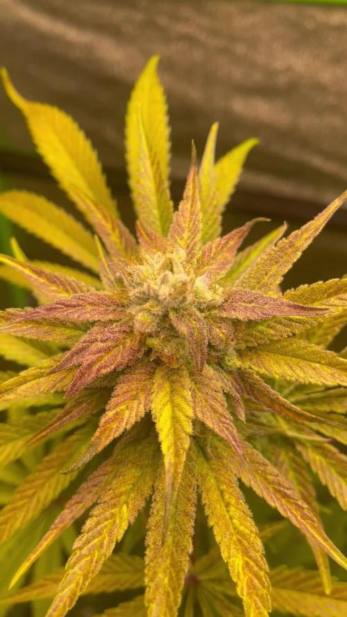 Bruce Banner Auto run