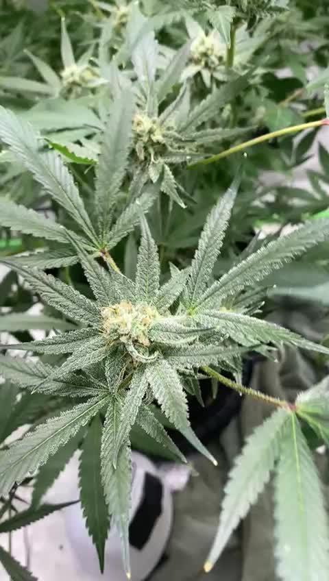 Blue Zlushie flower run