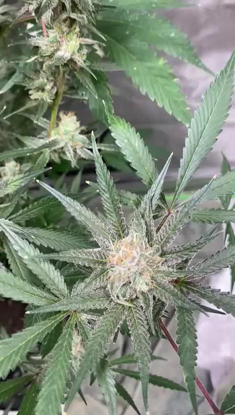 Blue Zlushie flower run