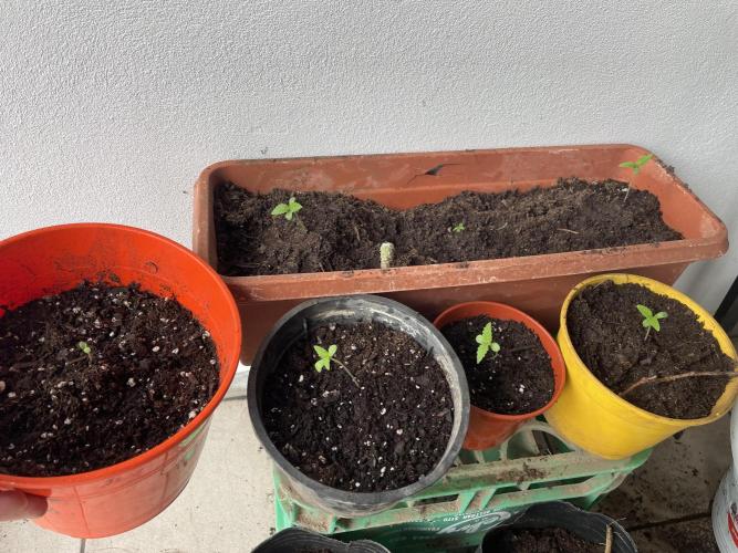 UniversityHome. Week 2 - Purple Candy - 17 of Feb