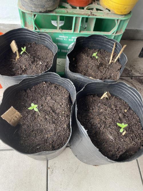 UniversityHome. Week 2 - Cherry OG - 17 of Feb