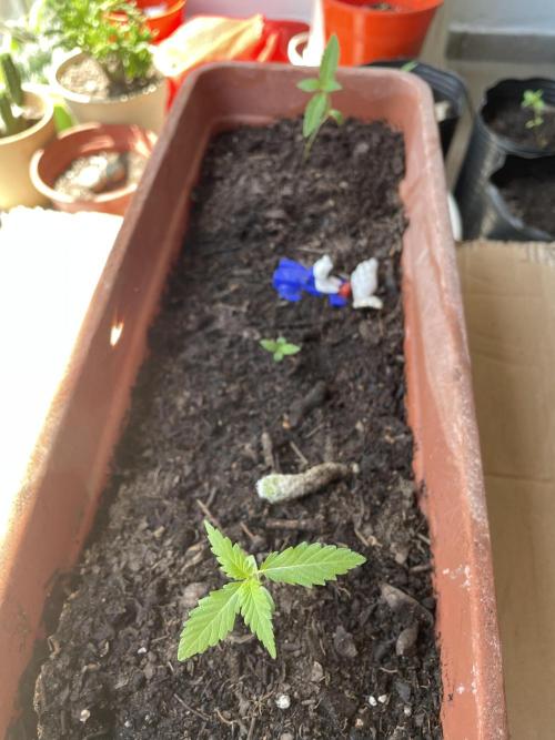 Purple Candy & Auto Mimosa - University. Week 3 - Purple Candy - 23 Feb