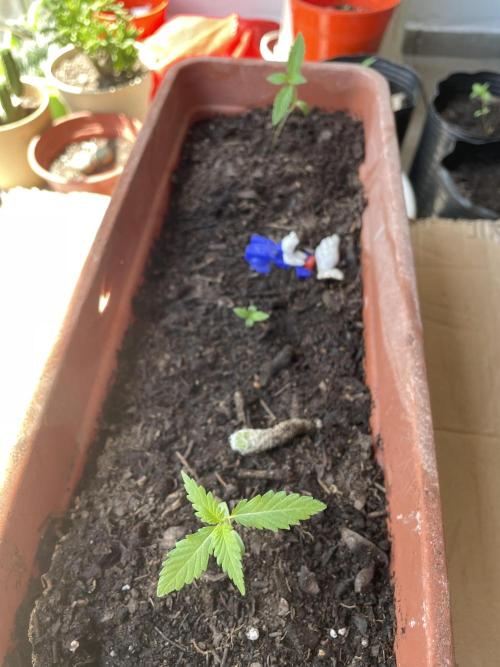 Purple Candy & Auto Mimosa - University. Week 3 - Purple Candy - 23 Feb