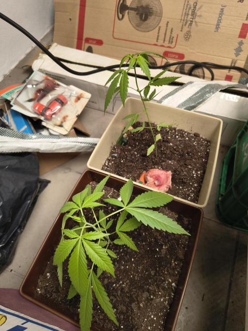 Purple Candy & Auto Mimosa - University. Week 7 - Purple candy / 24 march