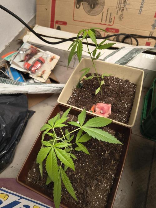 Purple Candy & Auto Mimosa - University. Week 7