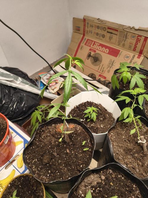 Purple Candy & Auto Mimosa - University. Week 7 - Auto Mimosa / 24 march